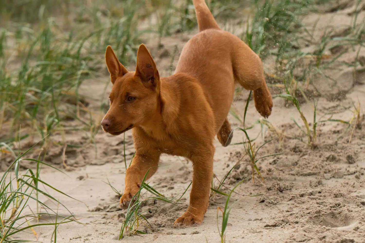 Cumpărarea unui cățel Australian Kelpie înseamnă asumarea responsabilității! Cumpărați cățeluși australieni Kelpie.