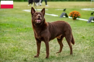Read more about the article Australian Kelpie crescători și căței în Polonia
