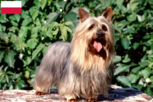 Read more about the article Australian Silky Terrier crescători și căței în Polonia