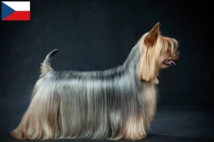 Read more about the article Australian Silky Terrier crescători și căței în Republica Cehă