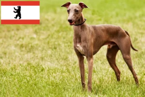 Read more about the article Crescători și căței Azawakh în Berlin