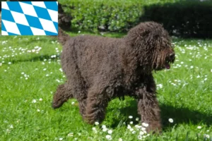 Read more about the article Barbet crescători și căței în Bavaria