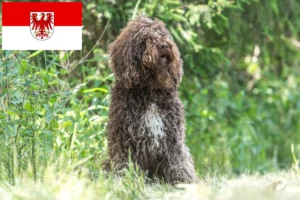 Read more about the article Barbet crescători și căței în Brandenburg