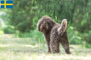Read more about the article Crescători de Barbet și căței în Suedia