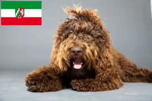 Read more about the article Barbet crescători și căței în Renania de Nord-Westfalia