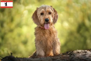 Read more about the article Basset fauve de Bretagne crescători și căței în Berlin