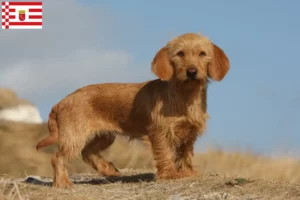 Read more about the article Basset fauve de Bretagne crescători și căței în Bremen