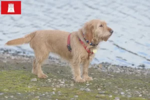 Read more about the article Basset fauve de Bretagne crescători și căței în Hamburg