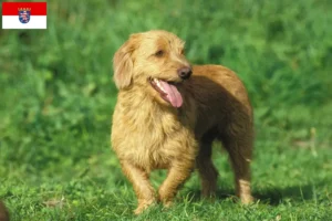 Read more about the article Basset fauve de Bretagne crescători și căței în Hessen