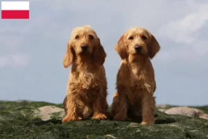 Read more about the article Basset fauve de Bretagne crescători și căței în Polonia