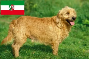 Read more about the article Basset fauve de Bretagne crescători și căței în Renania de Nord-Westfalia