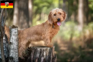 Read more about the article Basset fauve de Bretagne crescători și căței în Saarland