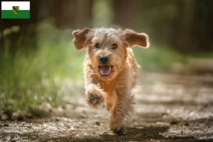 Read more about the article Basset fauve de Bretagne crescători și căței în Saxonia