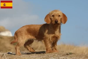 Read more about the article Basset fauve de Bretagne crescători și căței în Spania