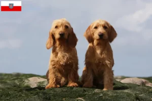 Read more about the article Basset fauve de Bretagne crescători și căței în Thuringia