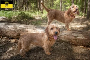Read more about the article Basset fauve de Bretagne crescători și căței în Baden-Württemberg