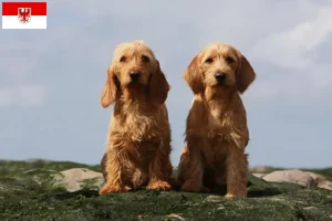 Read more about the article Basset fauve de Bretagne crescători și căței în Brandenburg
