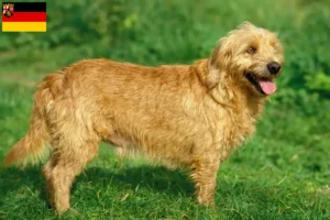 Read more about the article Basset fauve de Bretagne crescători și căței în Renania-Palatinat