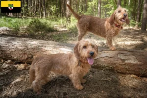 Read more about the article Basset fauve de Bretagne crescători și căței în Saxonia-Anhalt