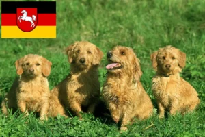 Read more about the article Basset fauve de Bretagne crescători și căței în Saxonia Inferioară
