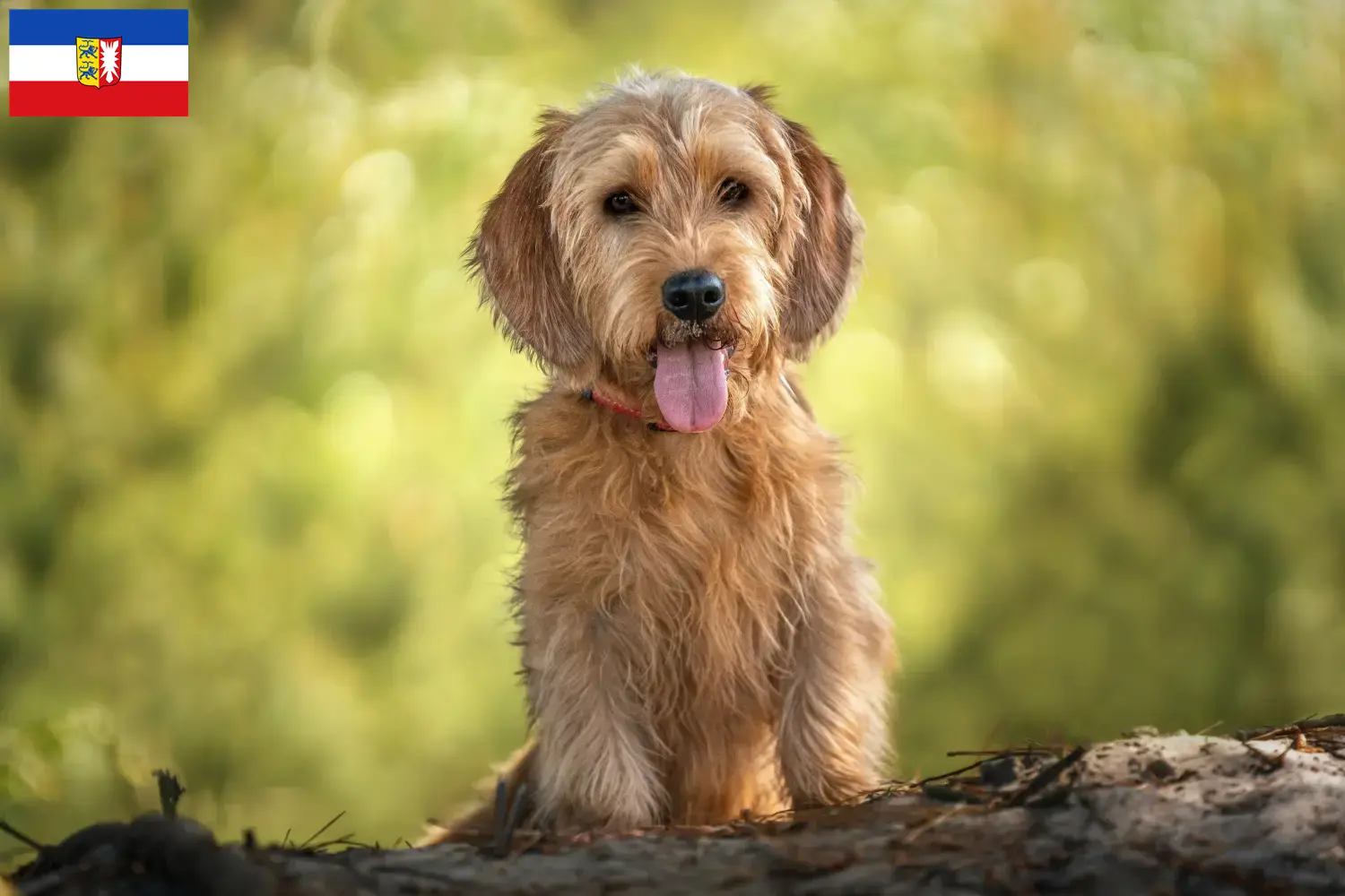 Read more about the article Basset fauve de Bretagne crescători și căței în Schleswig-Holstein