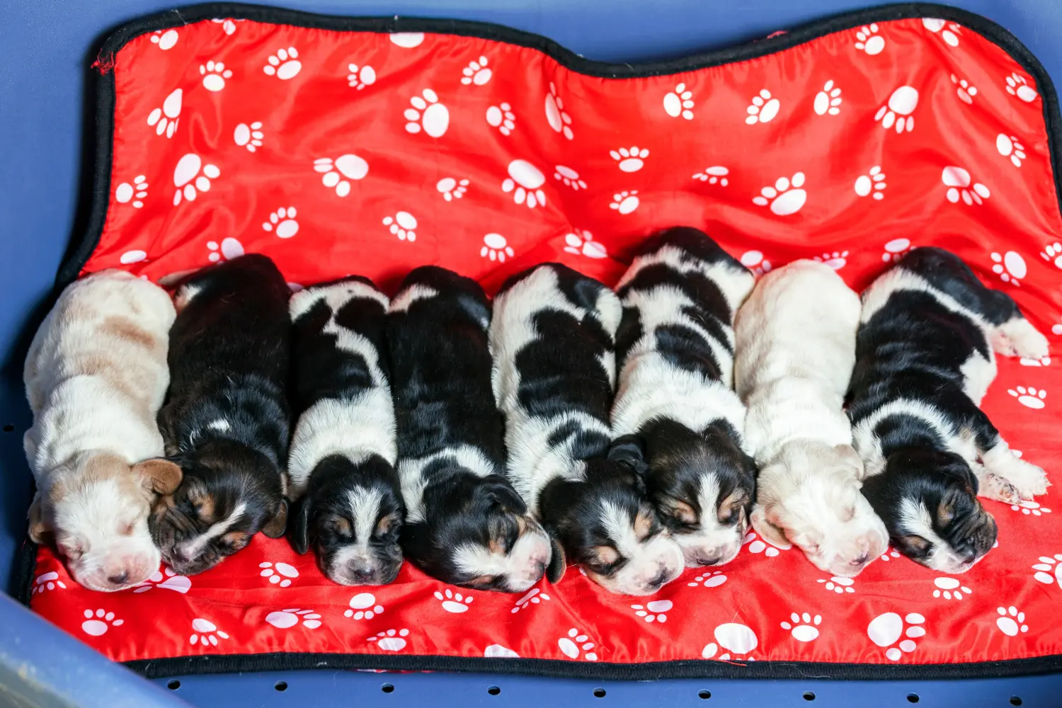 Cumpărarea unui cățel Basset Hound înseamnă asumarea responsabilității! Cumpărați cățeluși Basset Hound.