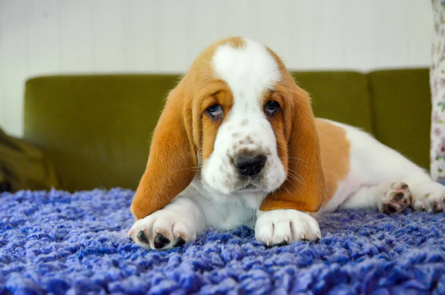 Cumpărarea unui cățel Basset Hound înseamnă asumarea responsabilității! Cumpărați cățeluși Basset Hound.