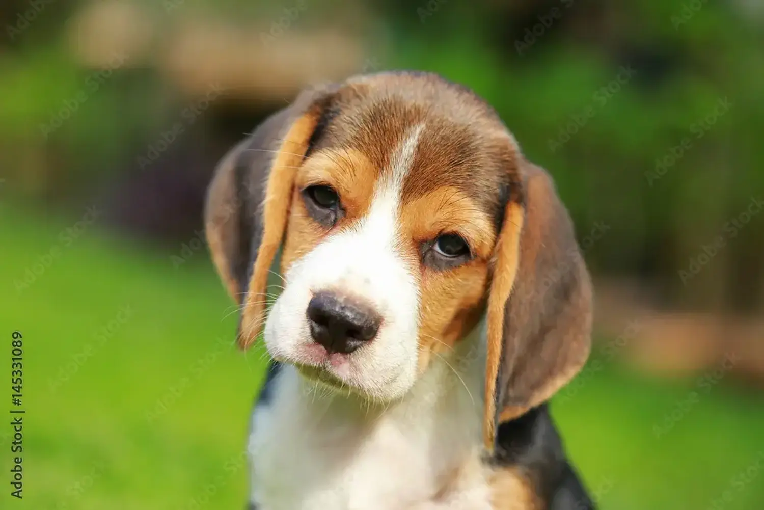 Cumpărarea unui cățel Beagle înseamnă asumarea responsabilității! Cumpărați cățeluși Beagle.