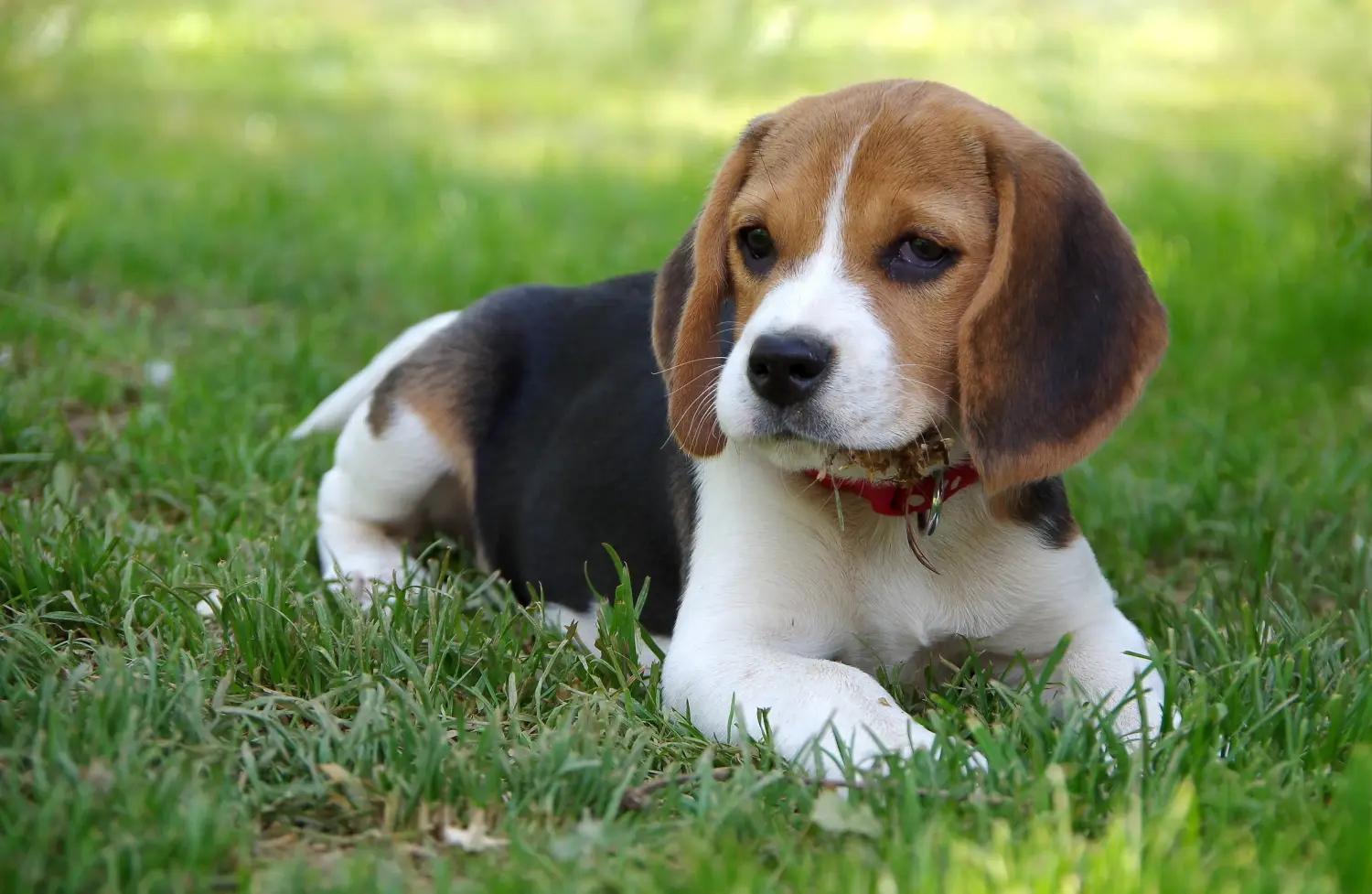 Cumpărarea unui cățel Beagle înseamnă asumarea responsabilității! Cumpărați cățeluși Beagle.