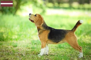 Read more about the article Crescători de Beagle și căței în Letonia