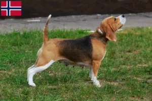 Read more about the article Crescători de Beagle și căței în Norvegia