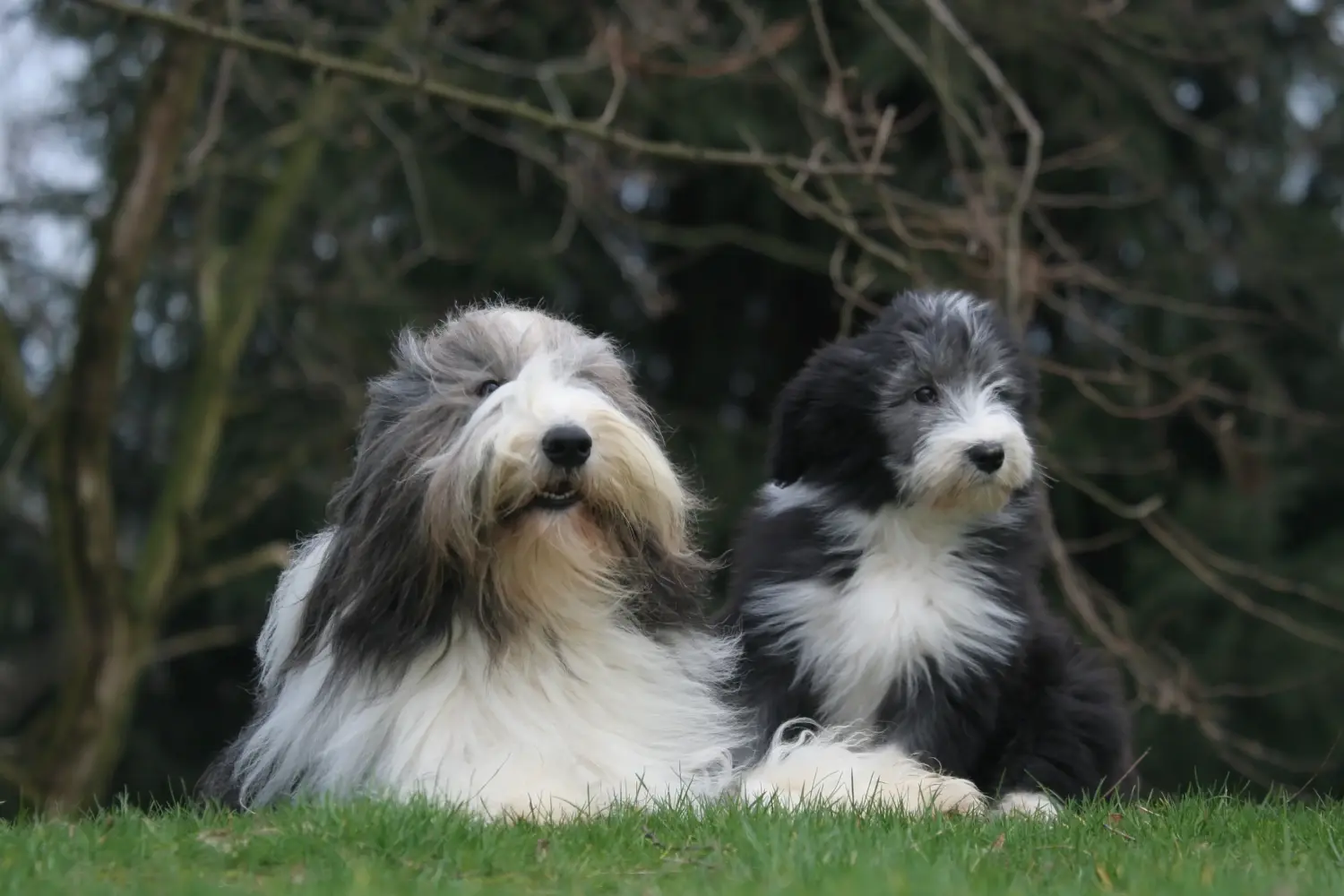 Cumpărarea unui cățel Bearded Collie înseamnă asumarea responsabilității! Cumpărați căței Bearded Collie.