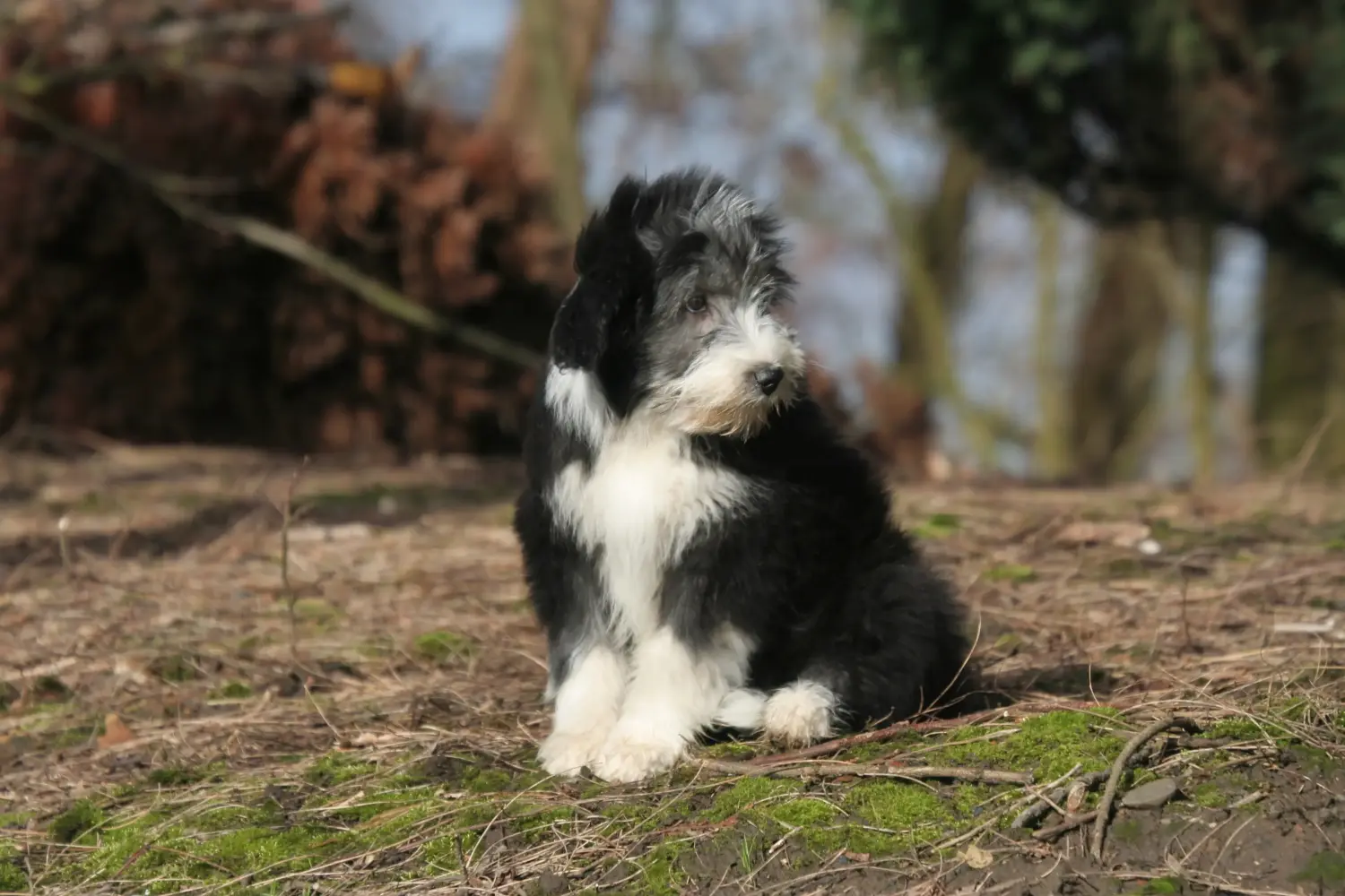 Cumpărarea unui cățel Bearded Collie înseamnă asumarea responsabilității! Cumpărați căței Bearded Collie.