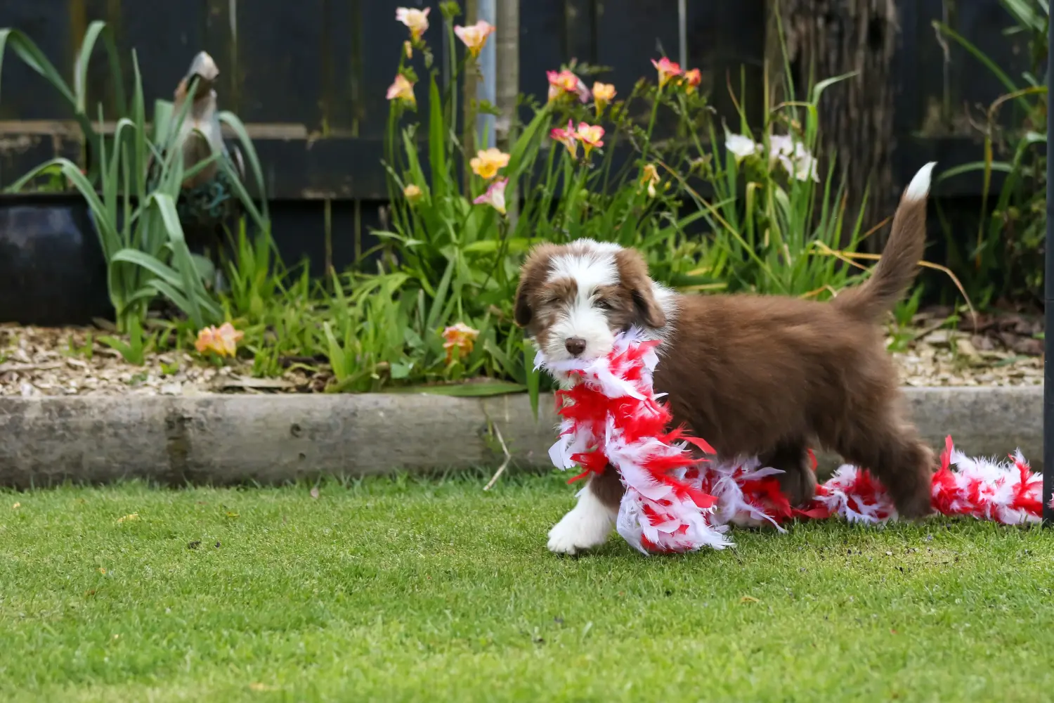 Cumpărarea unui cățel Bearded Collie înseamnă asumarea responsabilității! Cumpărați căței Bearded Collie.