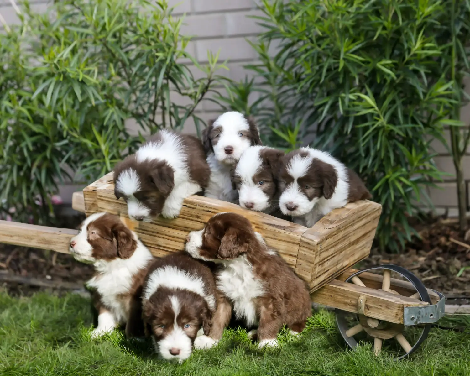 Cumpărarea unui cățel Bearded Collie înseamnă asumarea responsabilității! Cumpărați căței Bearded Collie.