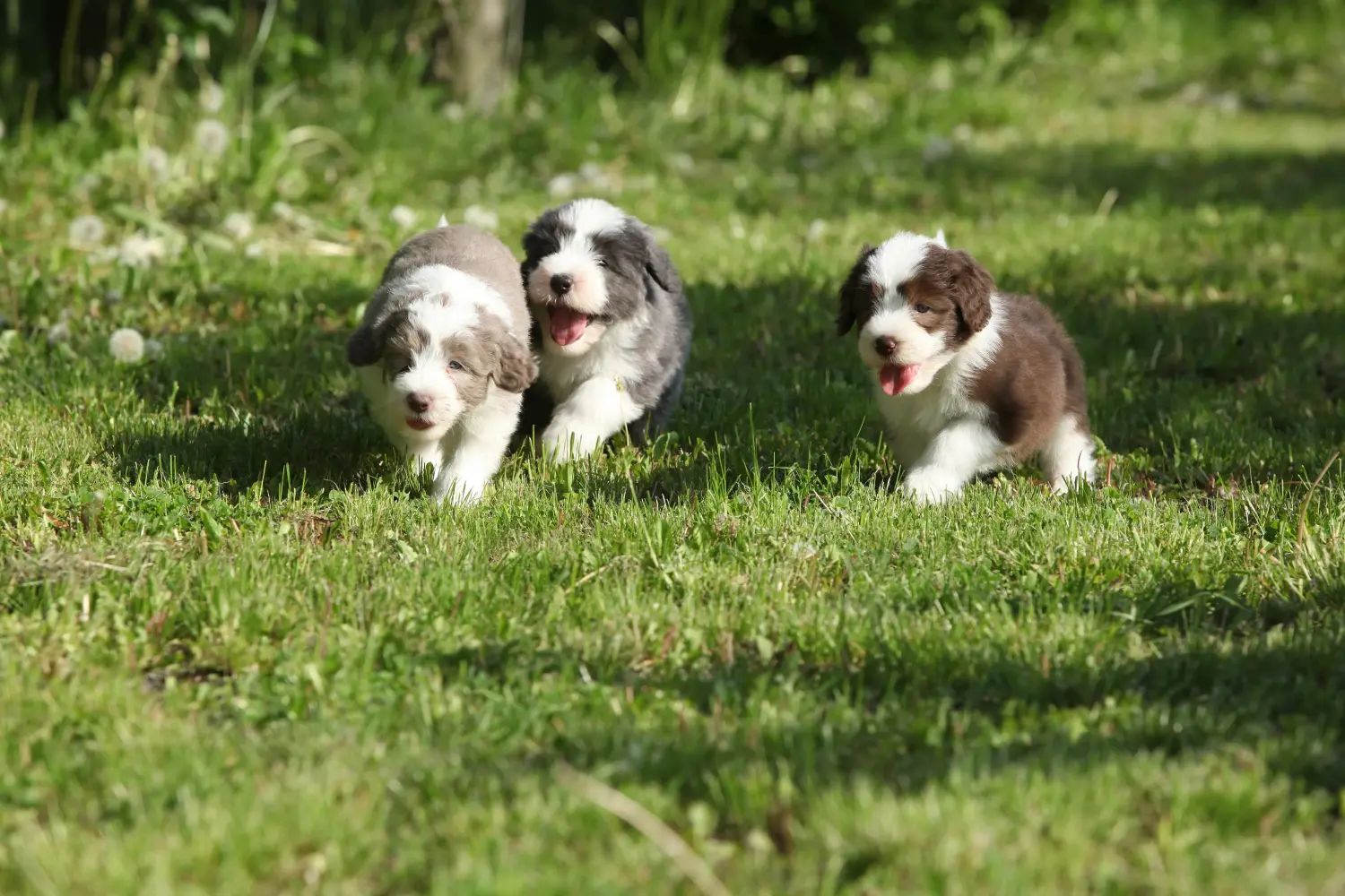 Cumpărarea unui cățel Bearded Collie înseamnă asumarea responsabilității! Cumpărați căței Bearded Collie.