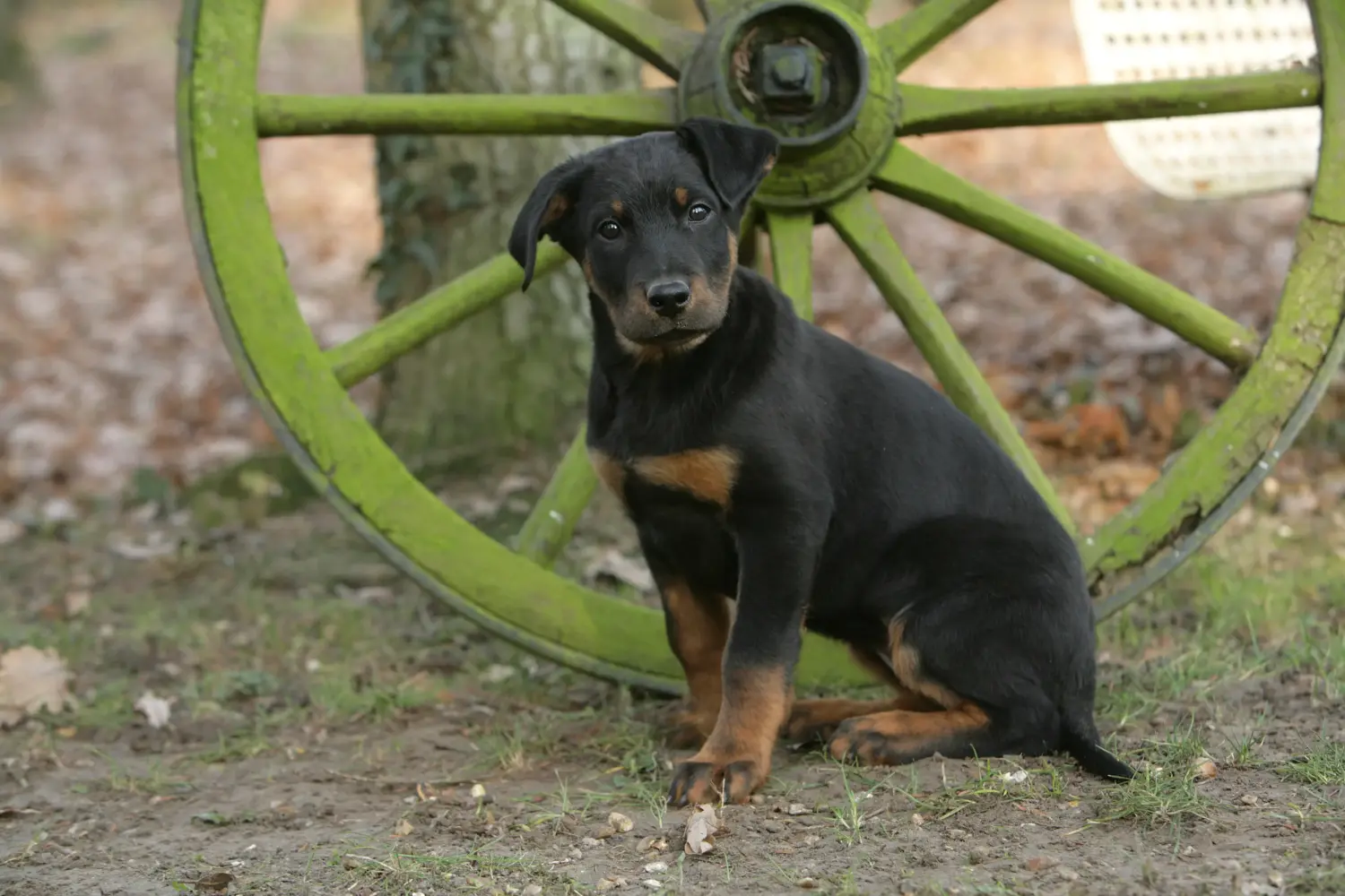 Cumpărarea unui cățel Beauceron înseamnă asumarea responsabilității! Cumpărați cățeluși Beauceron.