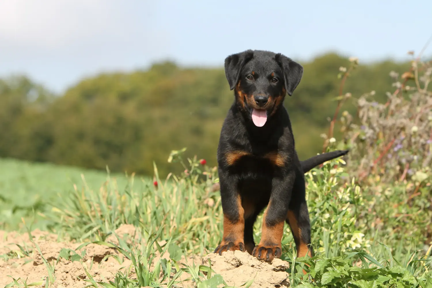 Cumpărarea unui cățel Beauceron înseamnă asumarea responsabilității! Cumpărați cățeluși Beauceron.