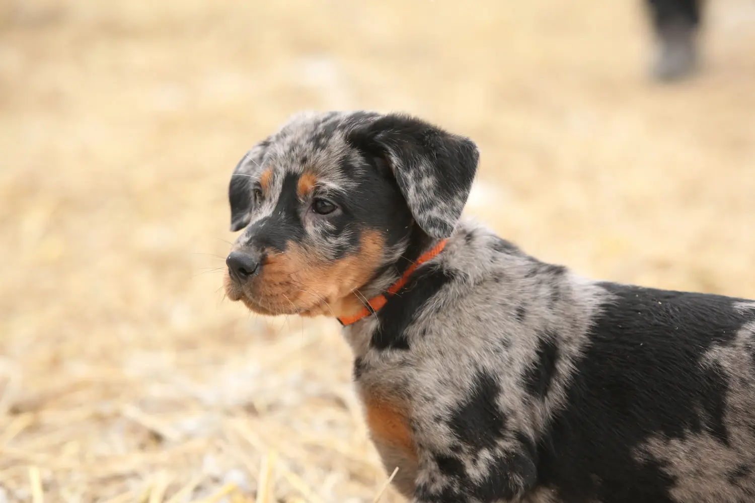 Cumpărarea unui cățel Beauceron înseamnă asumarea responsabilității! Cumpărați cățeluși Beauceron.