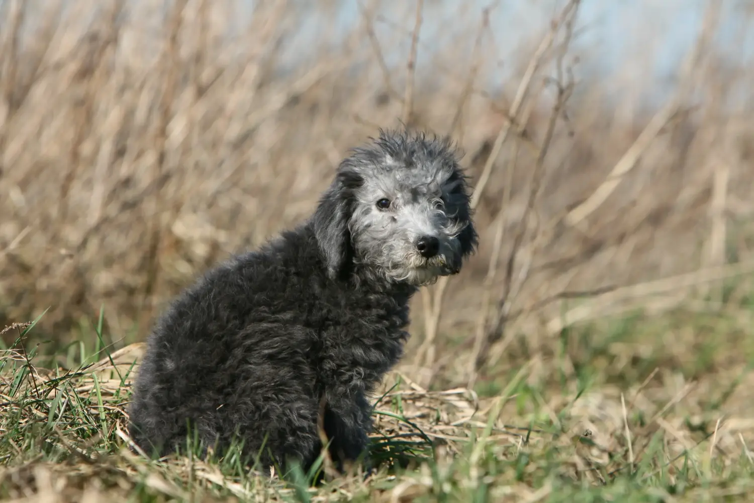 Cumpărarea unui cățel Bedlington Terrier înseamnă asumarea responsabilității! Cumpărați cățeluși Bedlington Terrier.