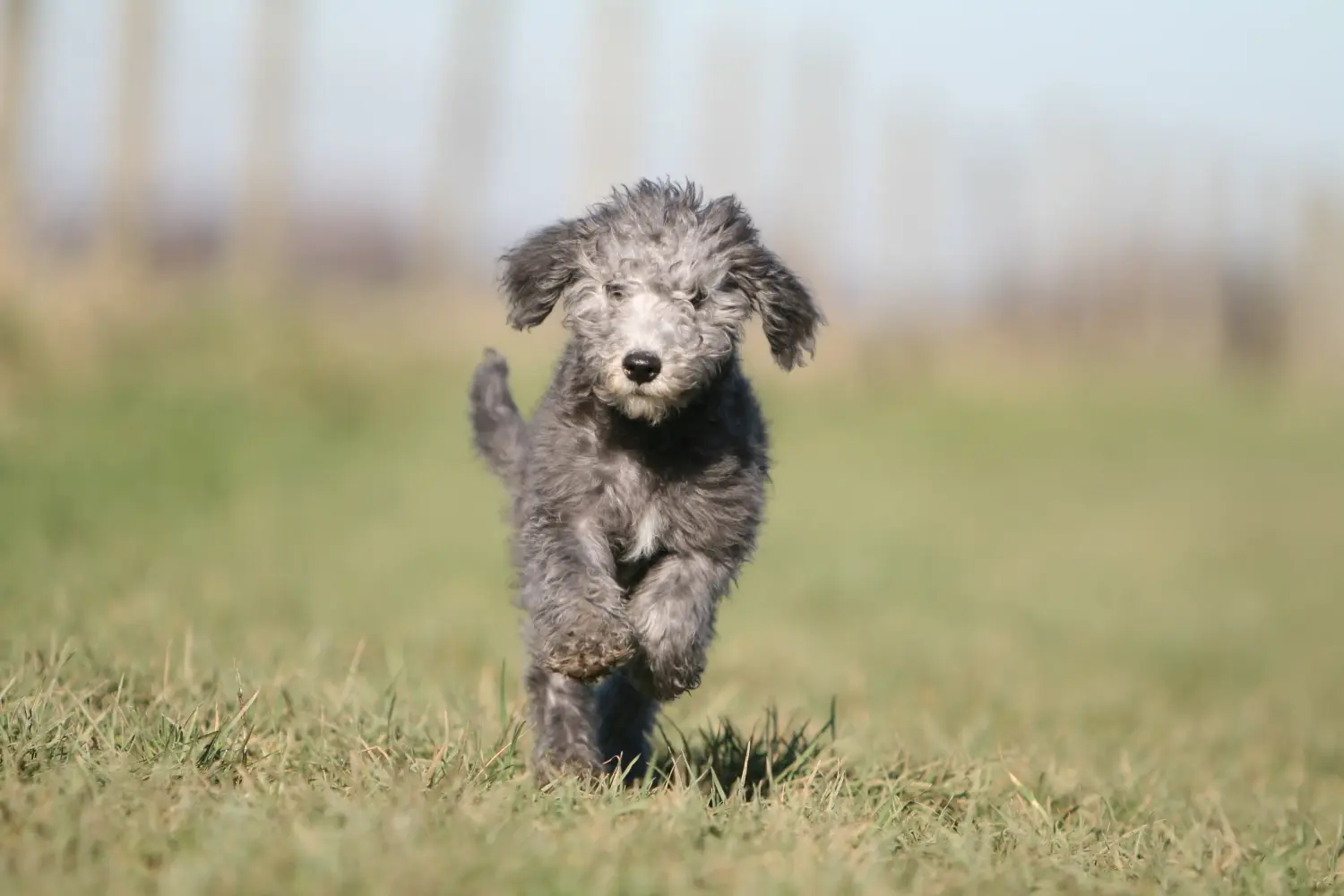 Cumpărarea unui cățel Bedlington Terrier înseamnă asumarea responsabilității! Cumpărați cățeluși Bedlington Terrier.