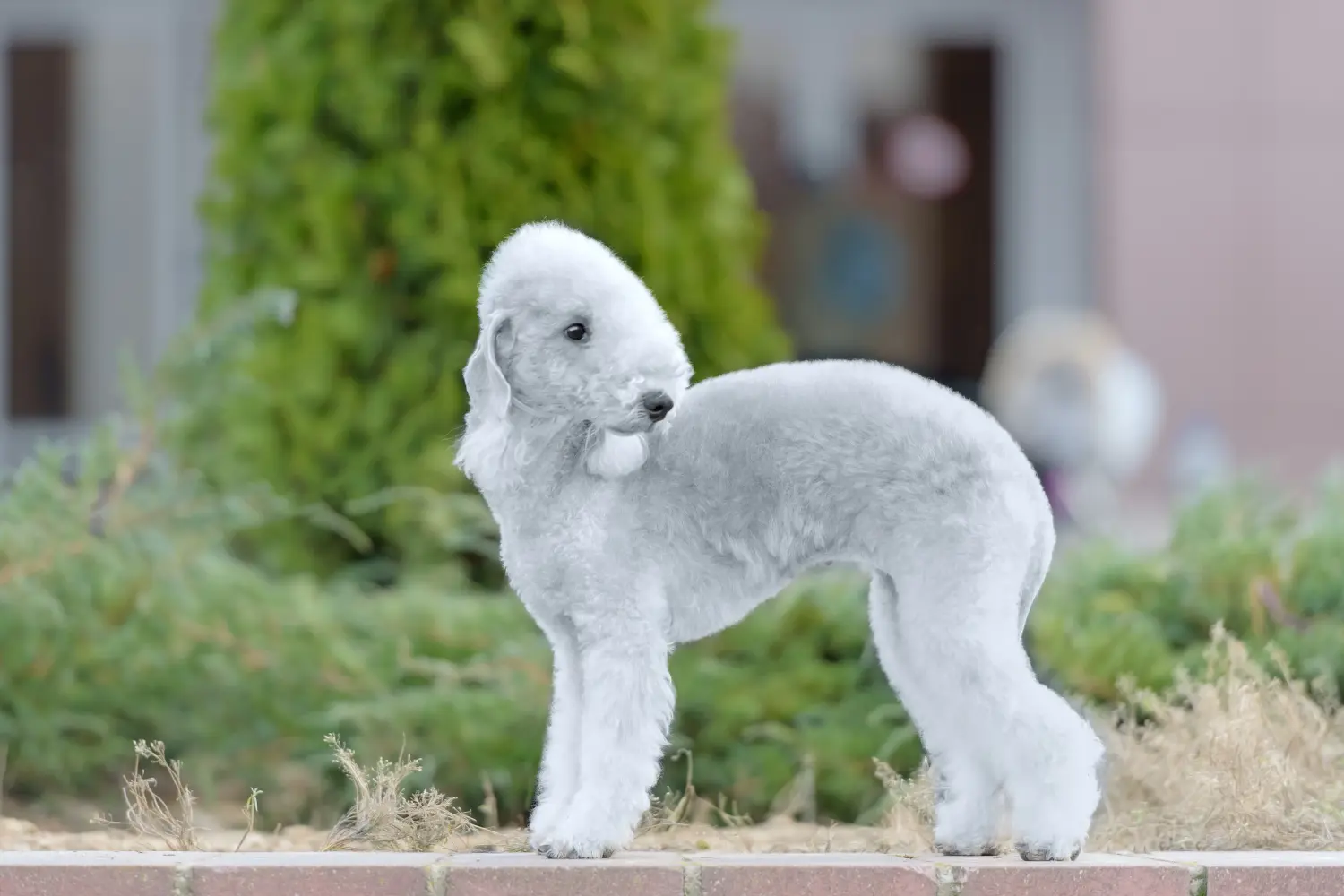 Cumpărarea unui cățel Bedlington Terrier înseamnă asumarea responsabilității! Cumpărați cățeluși Bedlington Terrier.