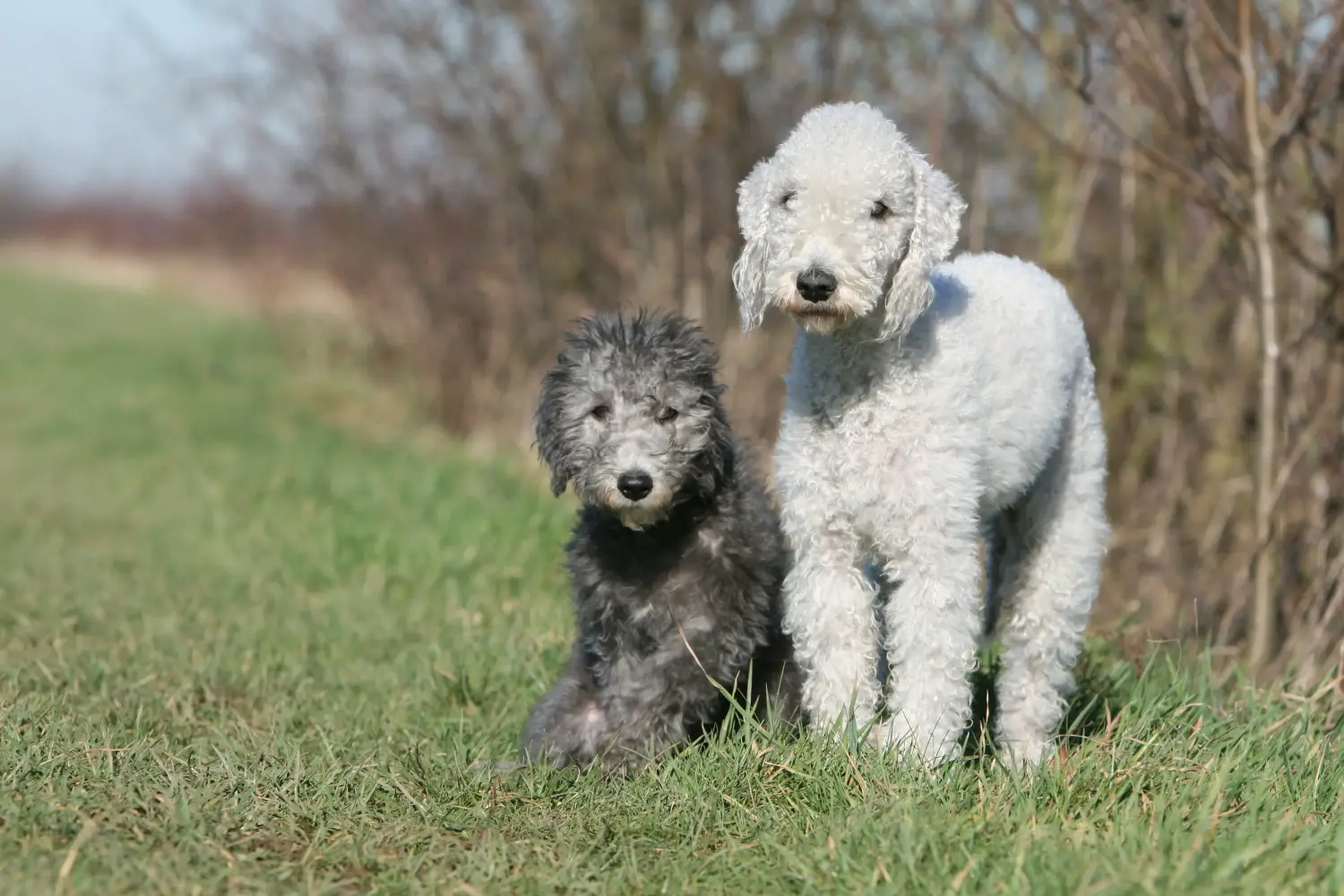 Cumpărarea unui cățel Bedlington Terrier înseamnă asumarea responsabilității! Cumpărați cățeluși Bedlington Terrier.
