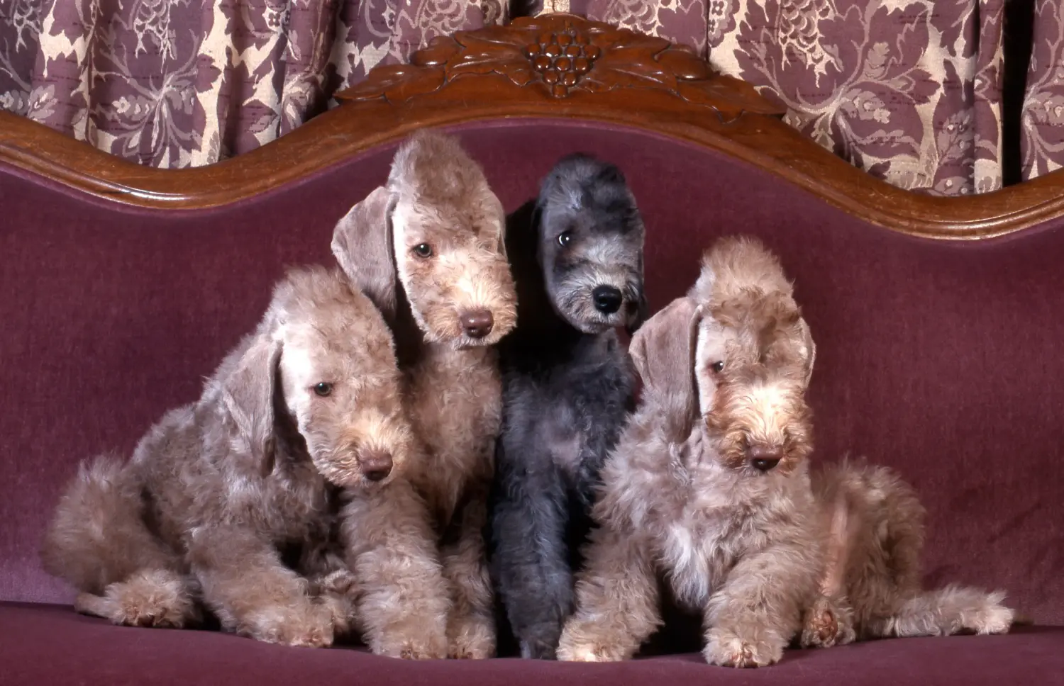 Cumpărarea unui cățel Bedlington Terrier înseamnă asumarea responsabilității! Cumpărați cățeluși Bedlington Terrier.