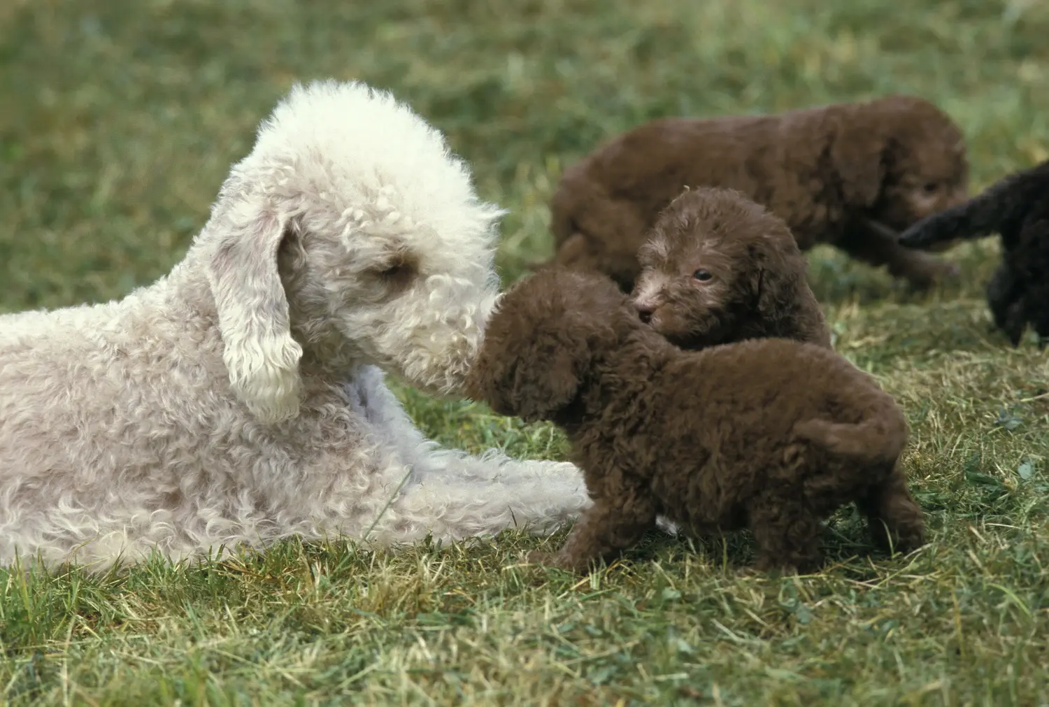 Cumpărarea unui cățel Bedlington Terrier înseamnă asumarea responsabilității! Cumpărați cățeluși Bedlington Terrier.