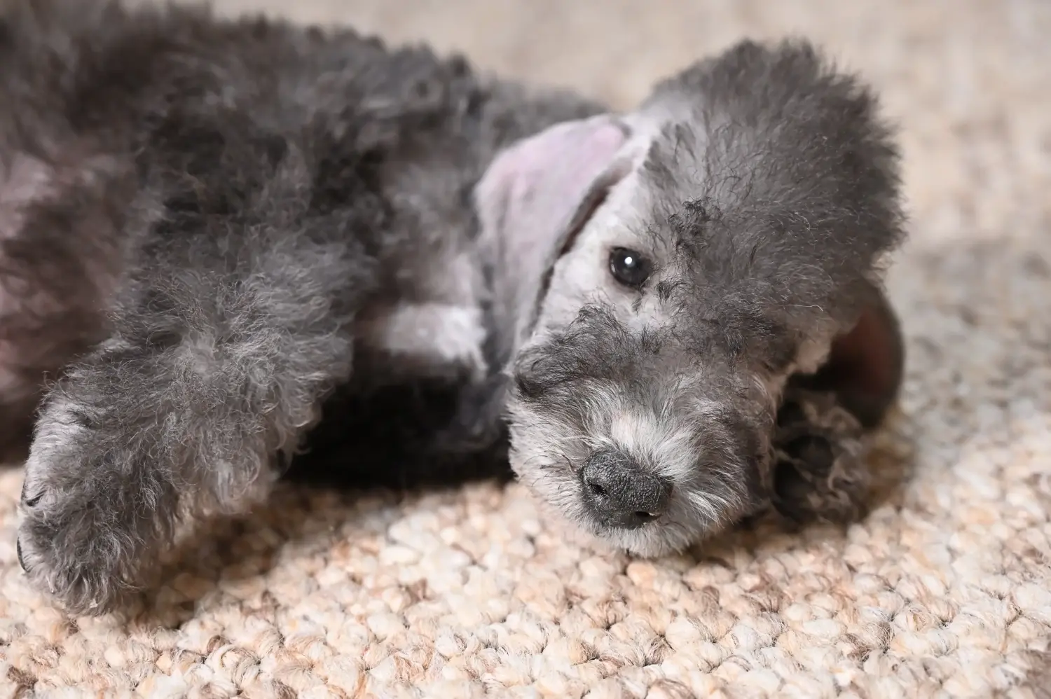 Cumpărarea unui cățel Bedlington Terrier înseamnă asumarea responsabilității! Cumpărați cățeluși Bedlington Terrier.