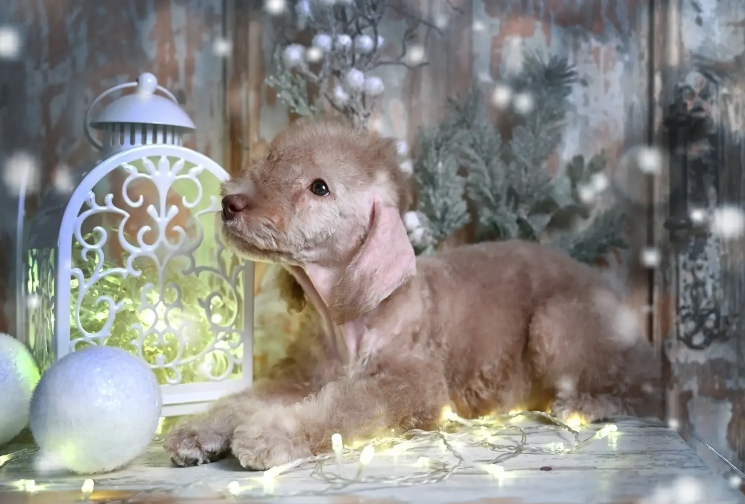 Cumpărarea unui cățel Bedlington Terrier înseamnă asumarea responsabilității! Cumpărați cățeluși Bedlington Terrier.