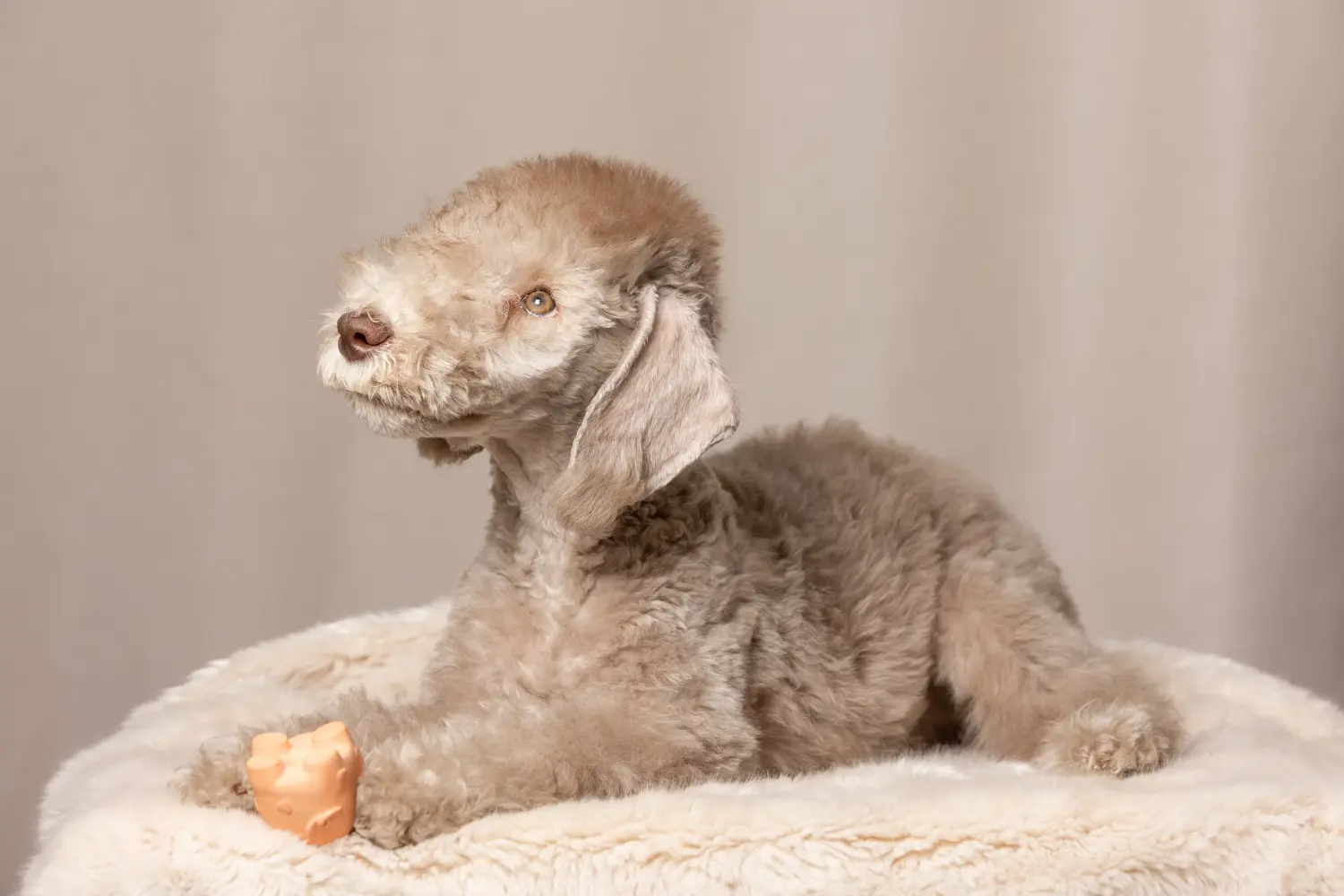 Cumpărarea unui cățel Bedlington Terrier înseamnă asumarea responsabilității! Cumpărați cățeluși Bedlington Terrier.