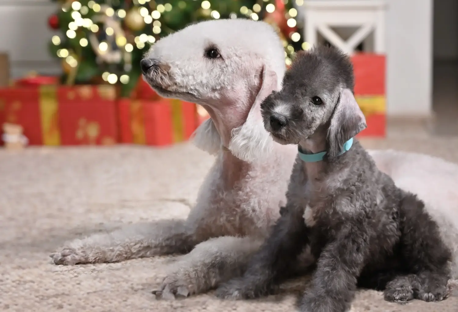 Cumpărarea unui cățel Bedlington Terrier înseamnă asumarea responsabilității! Cumpărați cățeluși Bedlington Terrier.