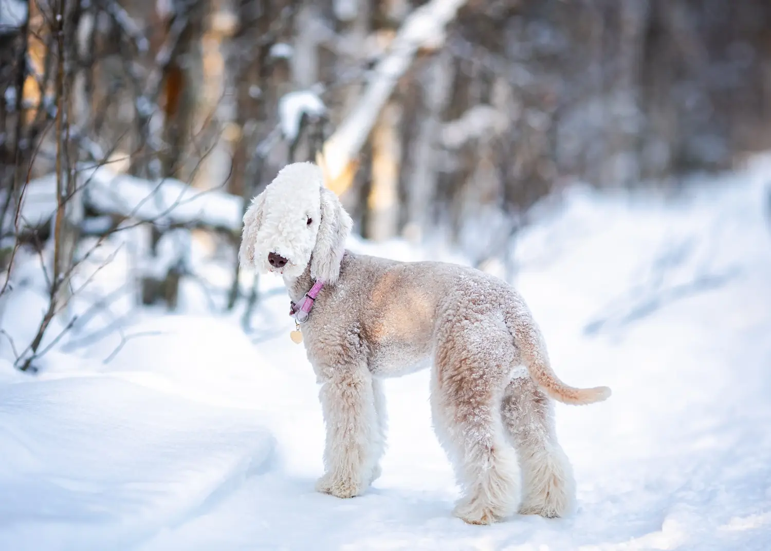 Cumpărarea unui cățel Bedlington Terrier înseamnă asumarea responsabilității! Cumpărați cățeluși Bedlington Terrier.